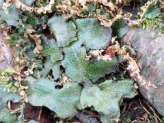 Conocephalum conicum