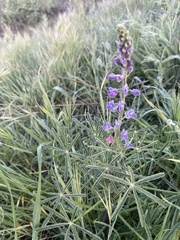 Lupinus truncatus