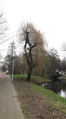 Salix