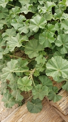 Malva parviflora