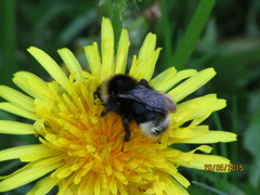 Bombus