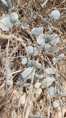 Pergularia tomentosa