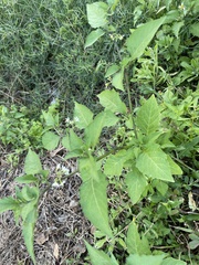 Solanum nigrum
