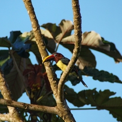 Pteroglossus viridis