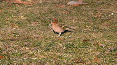 Fringilla coelebs