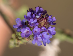 Verbena intermedia