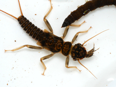 Perlodes microcephalus