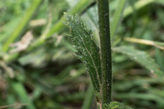 Verbena intermedia