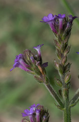 Verbena intermedia
