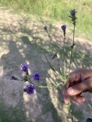 Verbena intermedia
