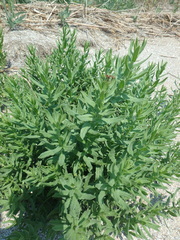 Tournefortia sibirica