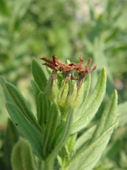 Tournefortia sibirica
