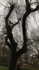 Salix