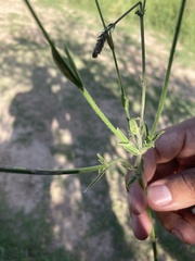Verbena intermedia