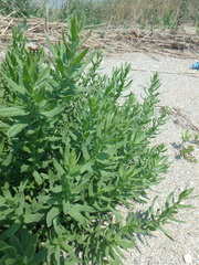 Tournefortia sibirica