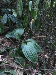 Liparis sootenzanensis