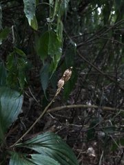 Liparis sootenzanensis