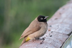 Pycnonotus xanthopygos