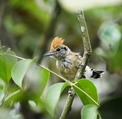 Sakesphorus canadensis