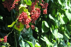 Smilax aspera