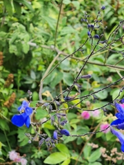 Salvia sagittata