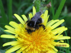Bombus