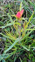 Castilleja indivisa