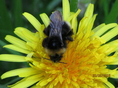 Bombus