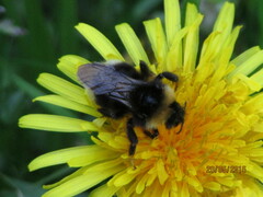 Bombus