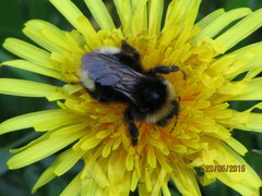 Bombus