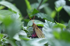 Taeniopoda varipennis
