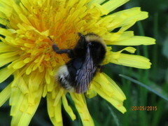 Bombus