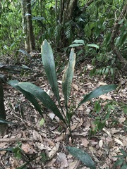 Aspidistra attenuata