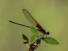 Hetaerina vulnerata