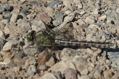 Ophiogomphus