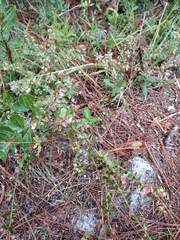 Vaccinium myrsinites