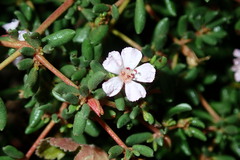 Frankenia pulverulenta