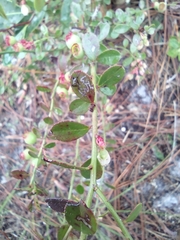 Vaccinium myrsinites