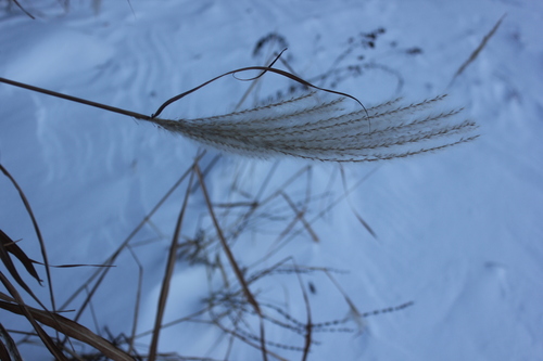 Image of Miscanthus sacchariflorus by no rights reserved