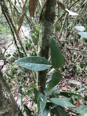 Mucuna macrocarpa