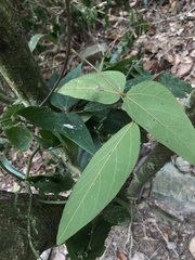 Mucuna macrocarpa