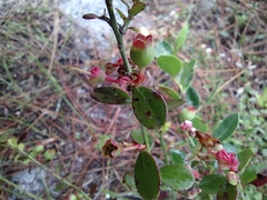 Vaccinium myrsinites