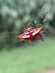 Gasteracantha sanguinolenta
