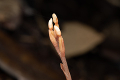 Anoectochilus monicae