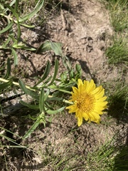 Grindelia scorzonerifolia