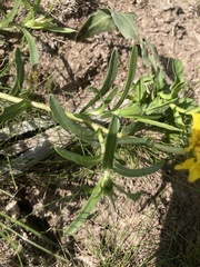 Grindelia scorzonerifolia