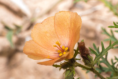 Turnera sidoides