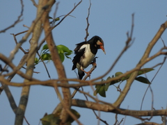 Gracupica floweri