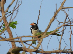 Gracupica floweri