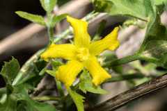 Cucurbitella asperata